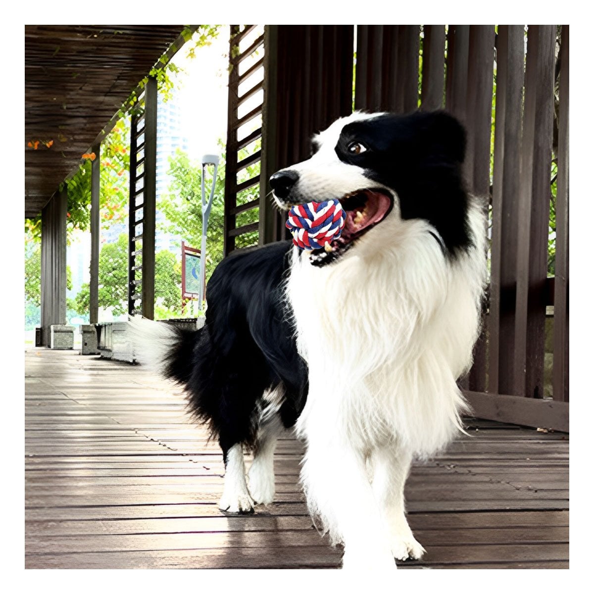 PACK2 BOLA DE SOGA TRENZADA QUE MANTIENE ACTIVOS Y FELICES A PERROS AZUL BLANCO ROJO - 5