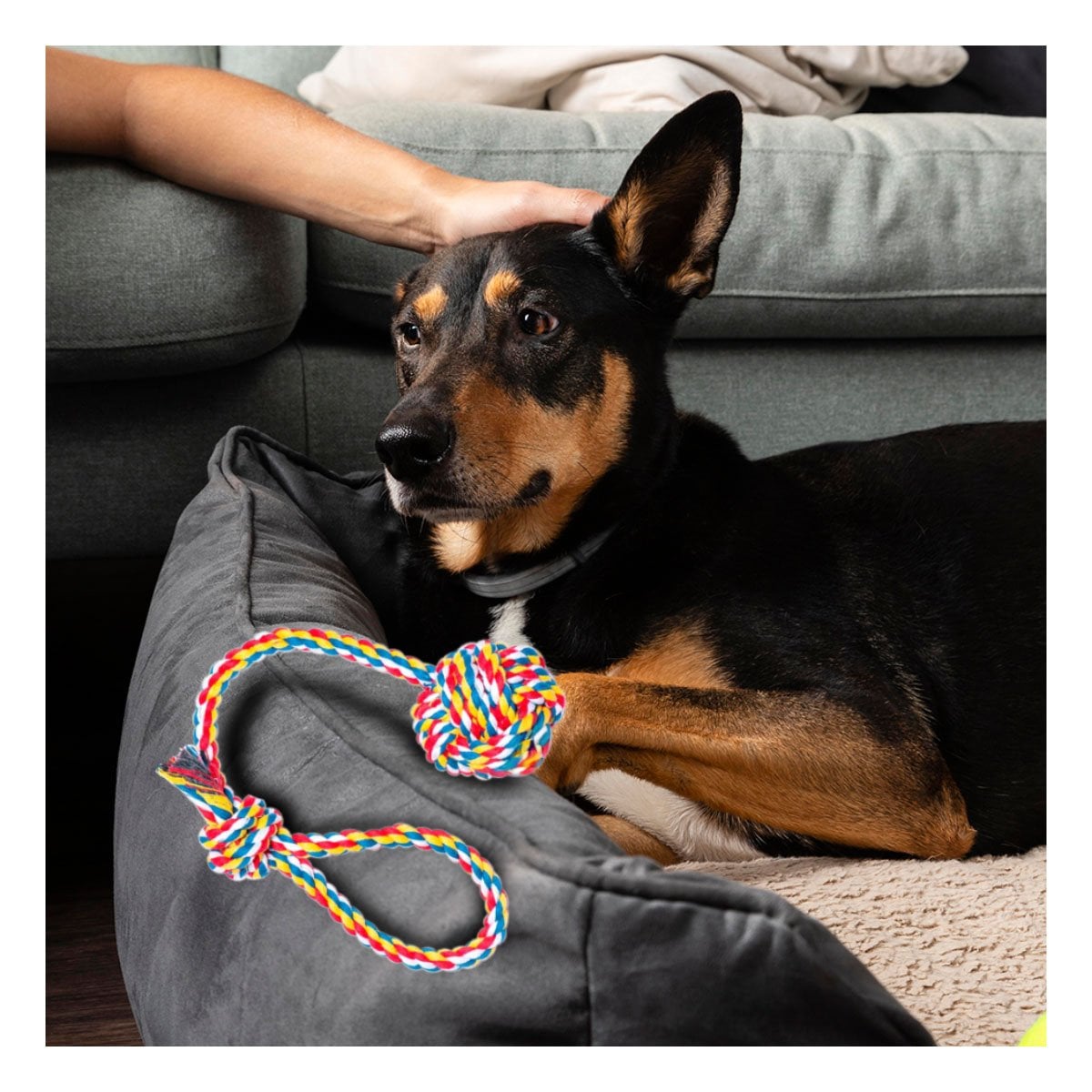 PACK6 OBJETO INTERACTIVO PARA PERROS CON AGARRADERA MULTICOLOR Y+PAPEL REGALO - 2