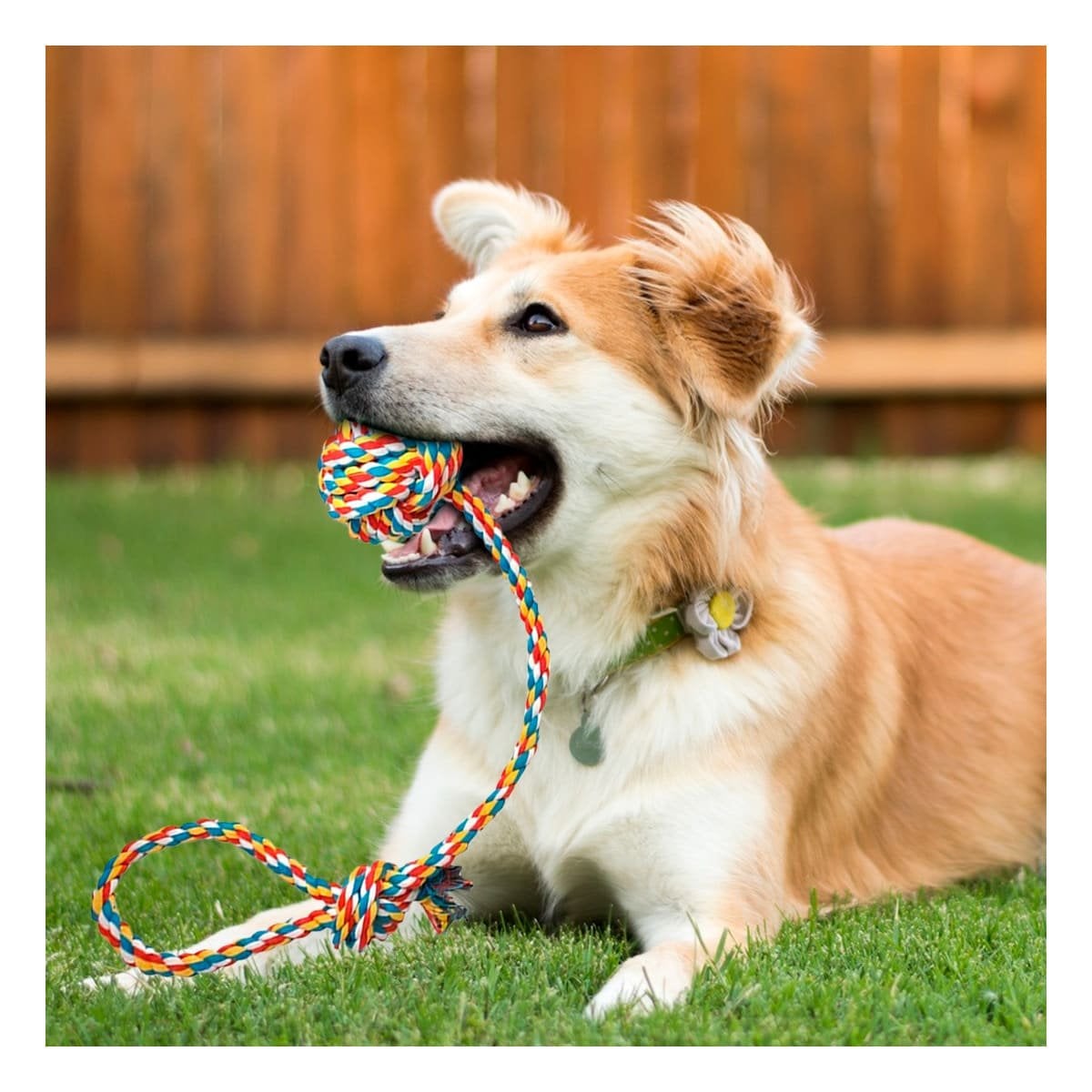 PACK6 OBJETO INTERACTIVO PARA PERROS CON AGARRADERA MULTICOLOR Y+PAPEL REGALO - 5