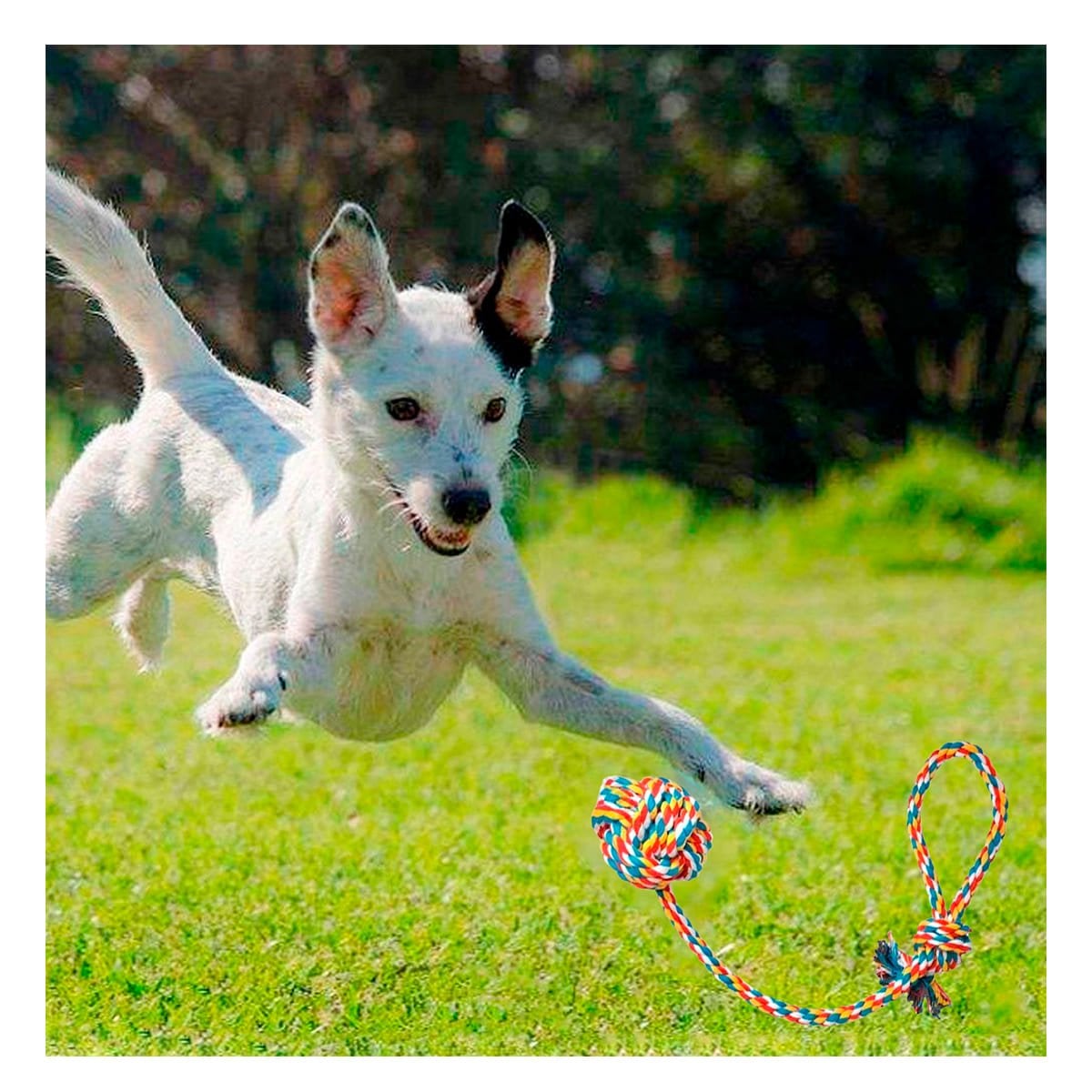 PACK6 OBJETO INTERACTIVO PARA MASCOTAS PARA ESTIMULAR EJERCICIO MULTICOLOR - 3