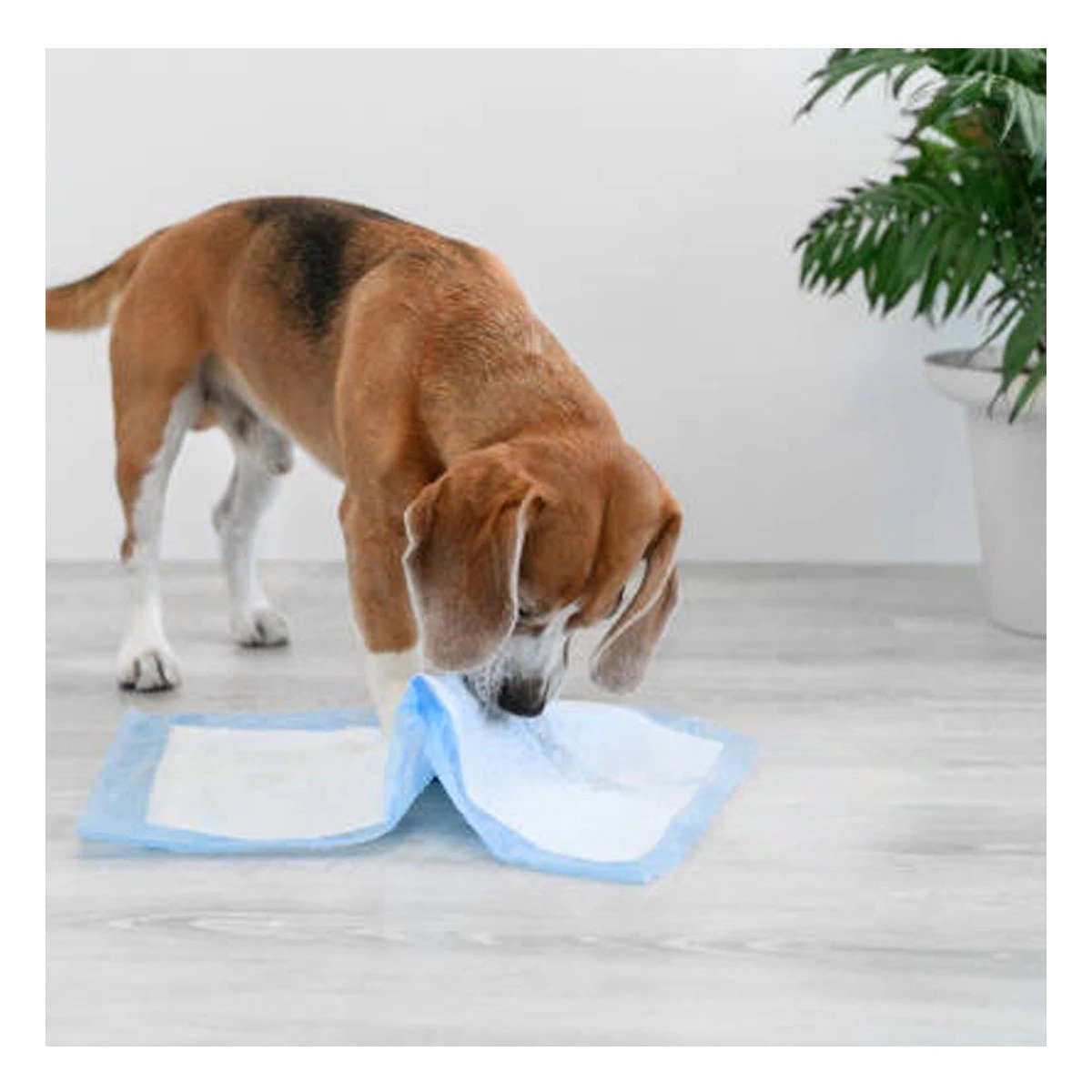 PACK2 OPCION DE PISO 60X60 TALLA L CELESTE PARA PERROS EN HOGAR INTERIOR Y+PAPEL REGALO - 2