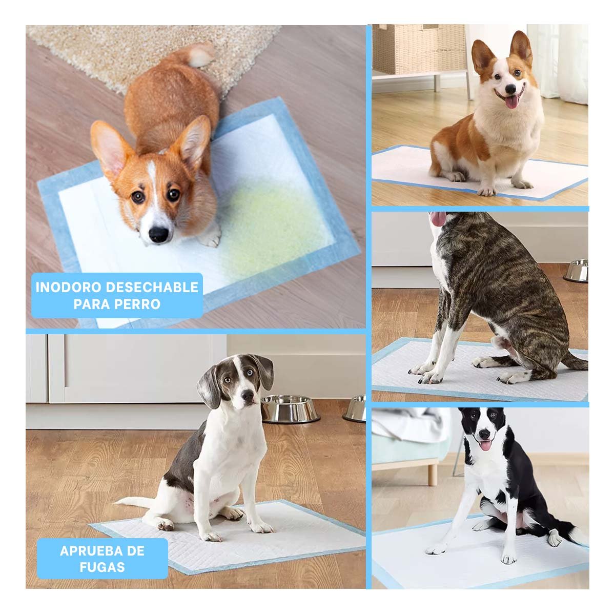 PACK2 OPCION DE PISO 60X60 TALLA L CELESTE PARA PERROS EN HOGAR INTERIOR Y+PAPEL REGALO - 3