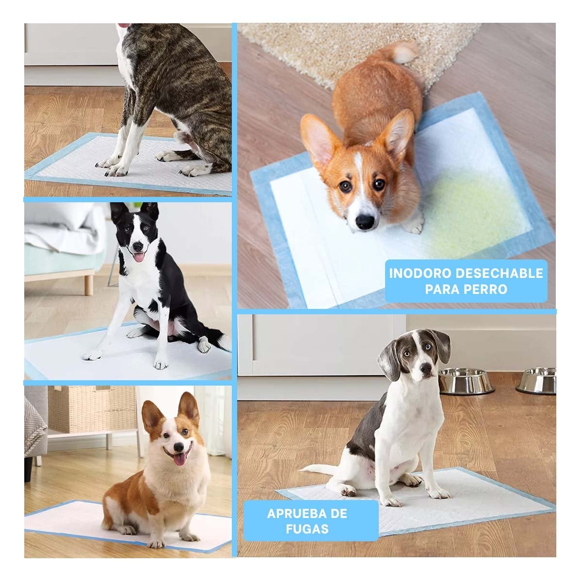 PACK4 EQUIPO DE PISO 60X60 TALLA L CELESTE PARA PERROS EN HOGAR INTERIOR Y+REGALO STICKER - 2