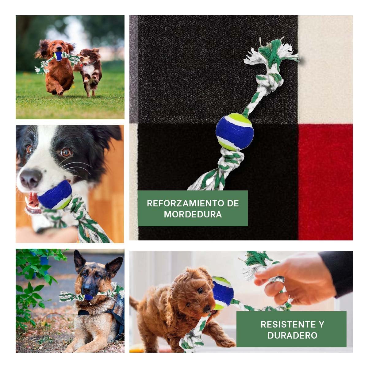PACK4 EQUIPO DE JUEGO QUE MANTIENE ACTIVO Y ENERGICO A TU PERRO AZUL Y VERDE Y+REGALO STICKER - 2