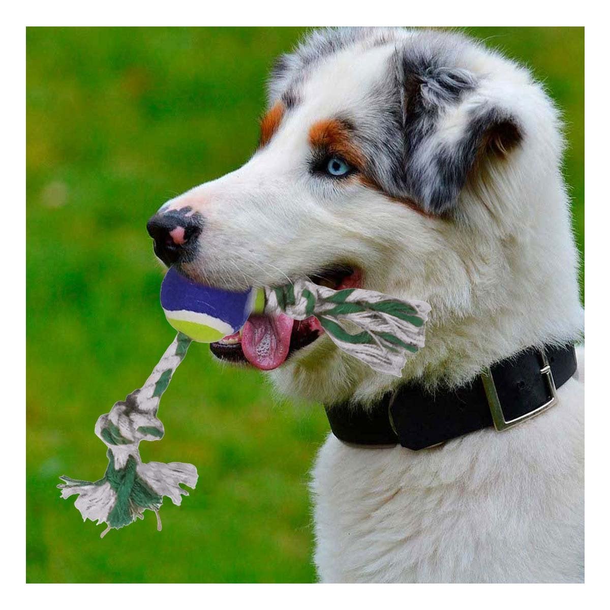 PACK2 MORDEDOR PARA PERROS QUE INCENTIVA ACTIVIDAD Y EJERCICIO AZUL Y VERDE Y+PAPEL REGALO - 2