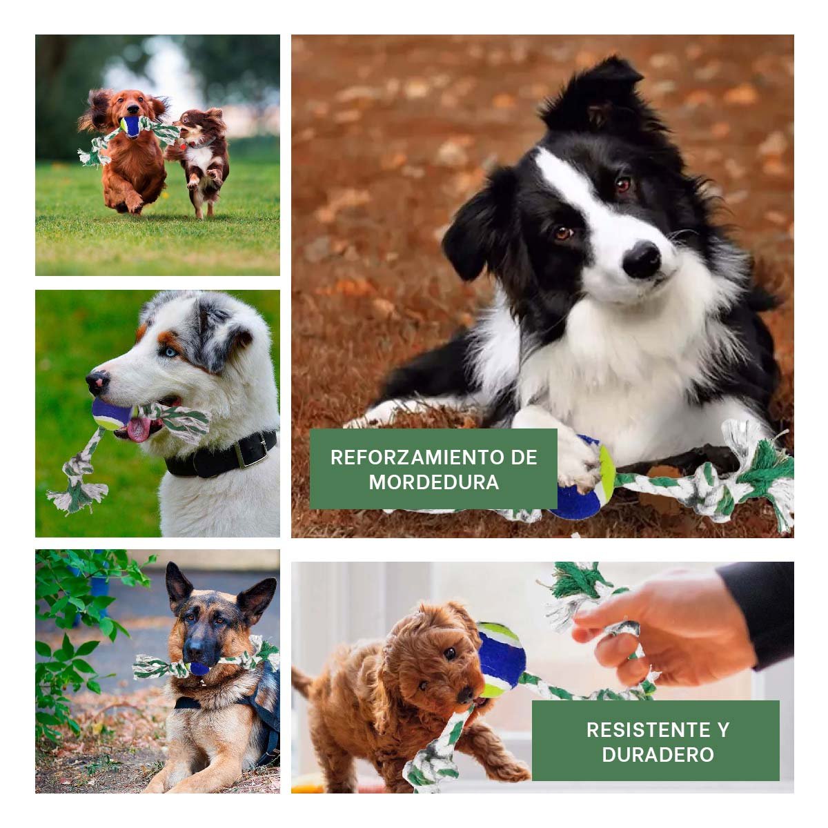 PACK2 MORDEDOR PARA PERROS QUE INCENTIVA ACTIVIDAD Y EJERCICIO AZUL Y VERDE Y+PAPEL REGALO - 3