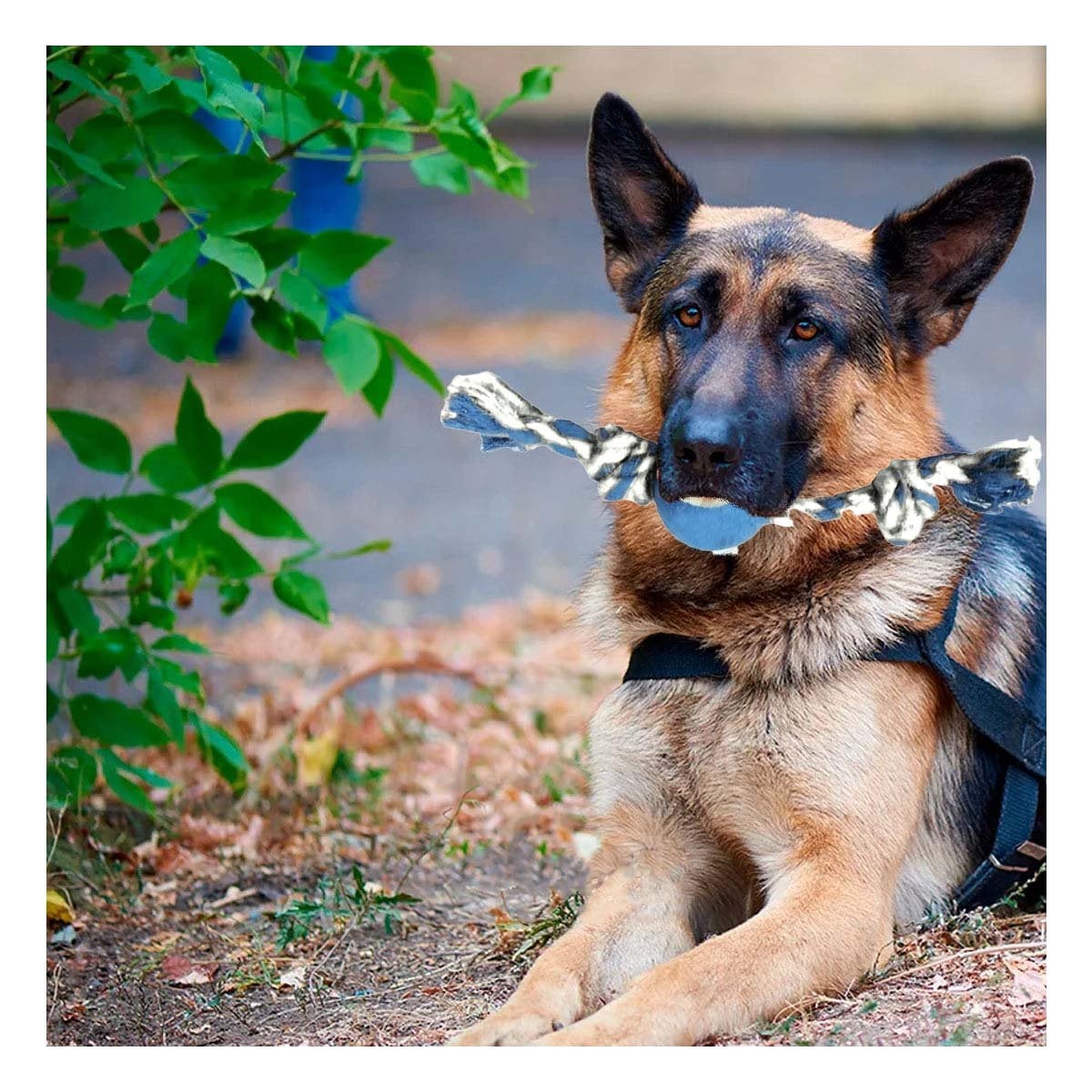 PACK2 PELOTA INTERACTIVA PARA MASCOTAS QUE MEJORA MANDIBULA CELESTE Y NARANJA Y+PAPEL REGALO - 5