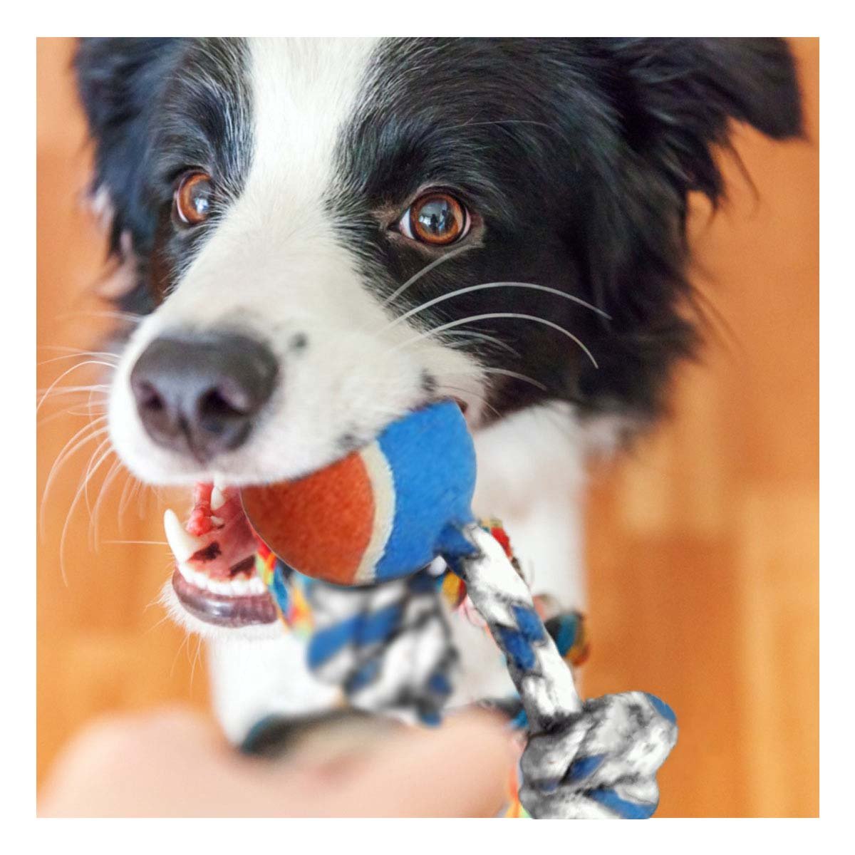 PACK2 PELOTA QUE MANTIENE ACTIVA A TU MASCOTA CELESTE Y NARANJA Y+REGALO STICKER - 3