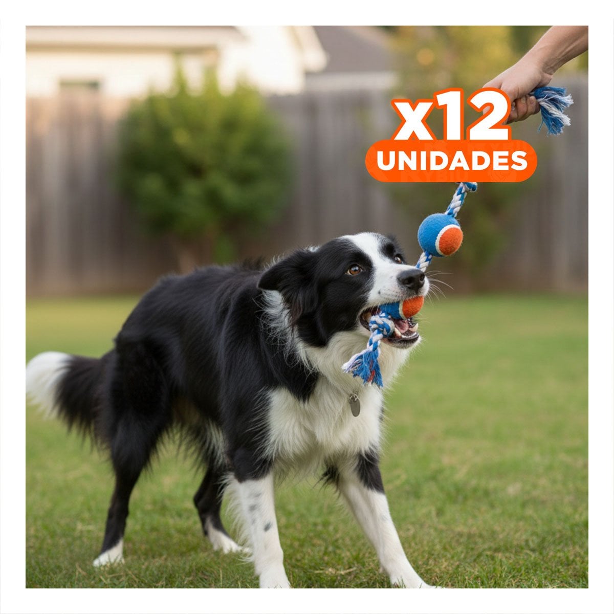 PACK12 IMPLEMENTO QUE MANTIENE MASCOTAS FELICES CELESTE Y NARANJA - 1