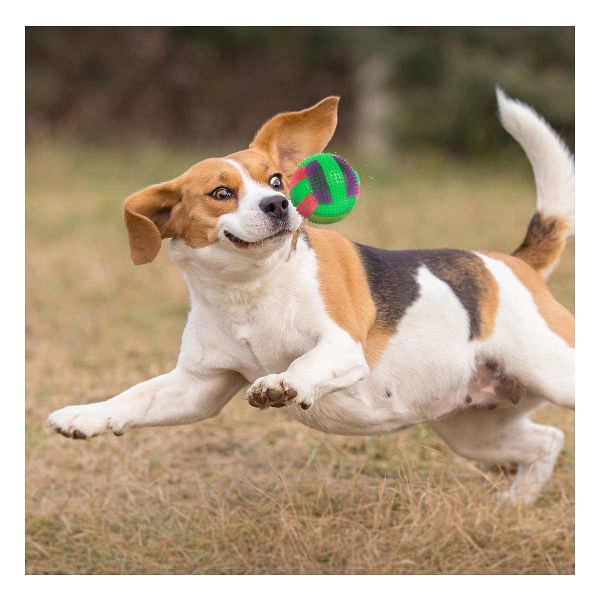 PACK6 ARTICULO CANINO PARA JUEGO ACTIVO EN INTERIOR Y EXTERIOR VERDE - 5