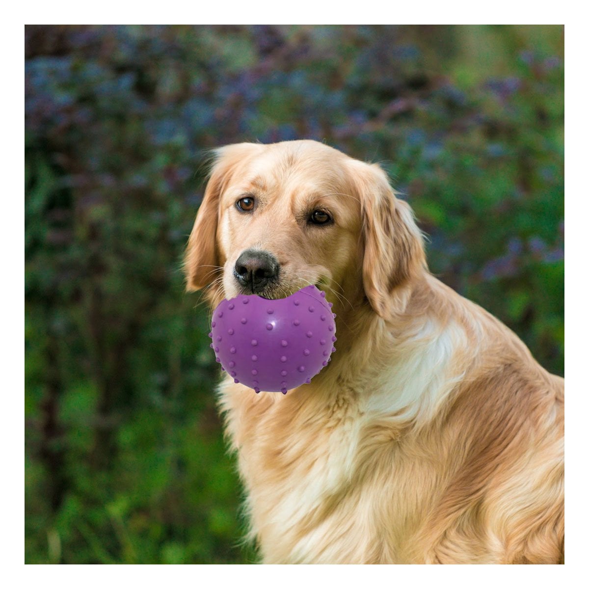 PACK6 PROPUESTA DE CAUCHO FORMA DE CHIRIMOLLA MEDIA MORADO PARA PERRO FIRME - 1