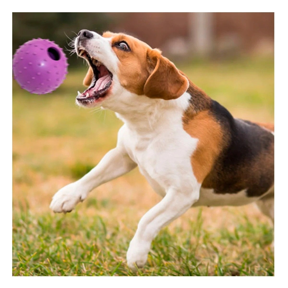 PACK2 VERSION DE CAUCHO FORMA DE CHIRIMOLLA MEDIA MORADO PARA PERRO ACTIVO Y+PAPEL REGALO - 5