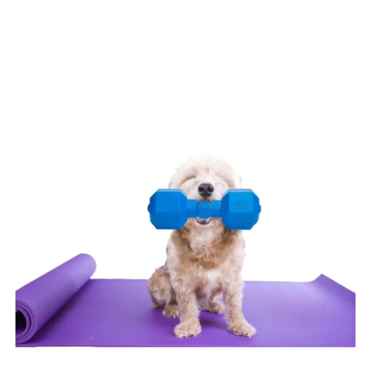 PACK6 PRODUCTO FLEXIBLE DE CAUCHO PESAS AZUL PARA PERRO ACTIVO Y FUERTE HOGAR Y+REGALO STICKER - 2