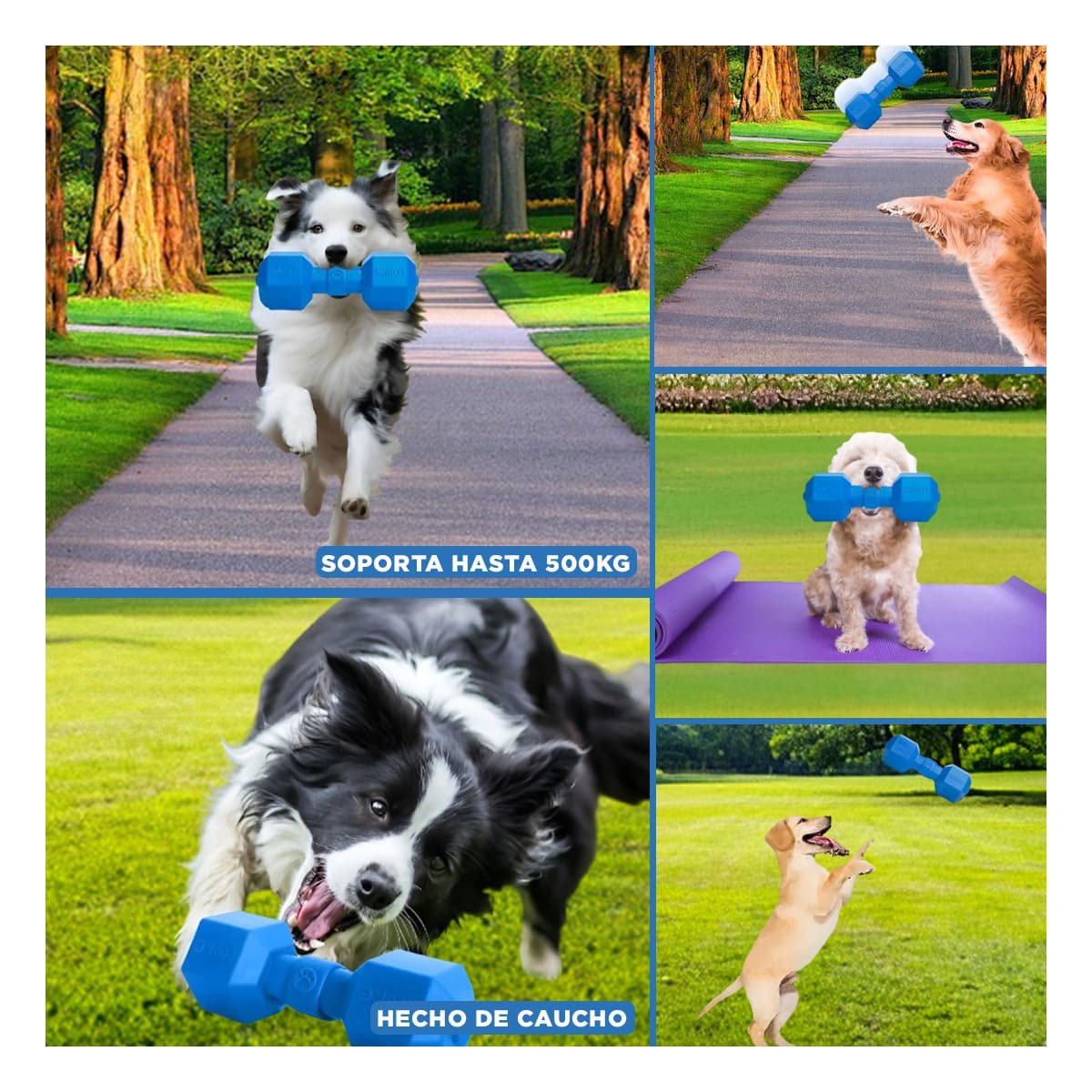 PACK4 PRODUCTO CANINO DE CAUCHO PESAS AZUL PARA PERRO ACTIVO Y RESISTENTE Y+REGALO STICKER - 2