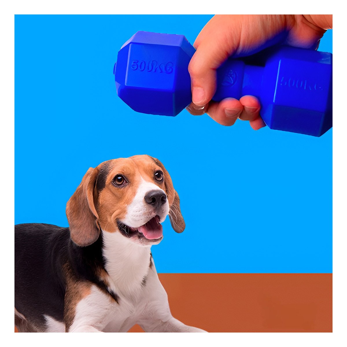 PACK4 PRODUCTO CANINO DE CAUCHO PESAS AZUL PARA PERRO ACTIVO Y RESISTENTE Y+REGALO STICKER - 5