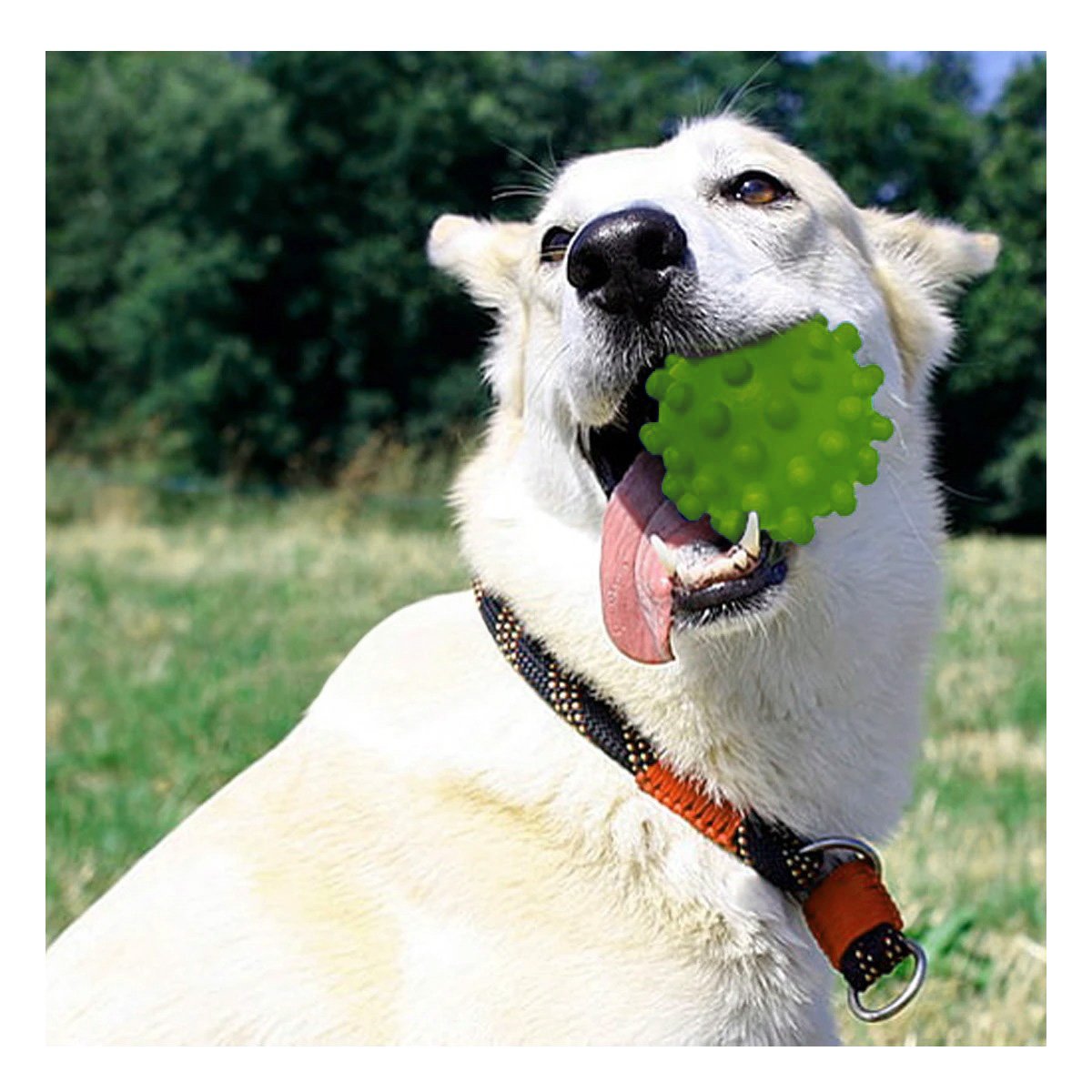 PACK6 BOLA DE CAUCHO REFORZADO VERDE PARA PERRO SUPERRESISTENTE MAX Y+PAPEL REGALO - 2