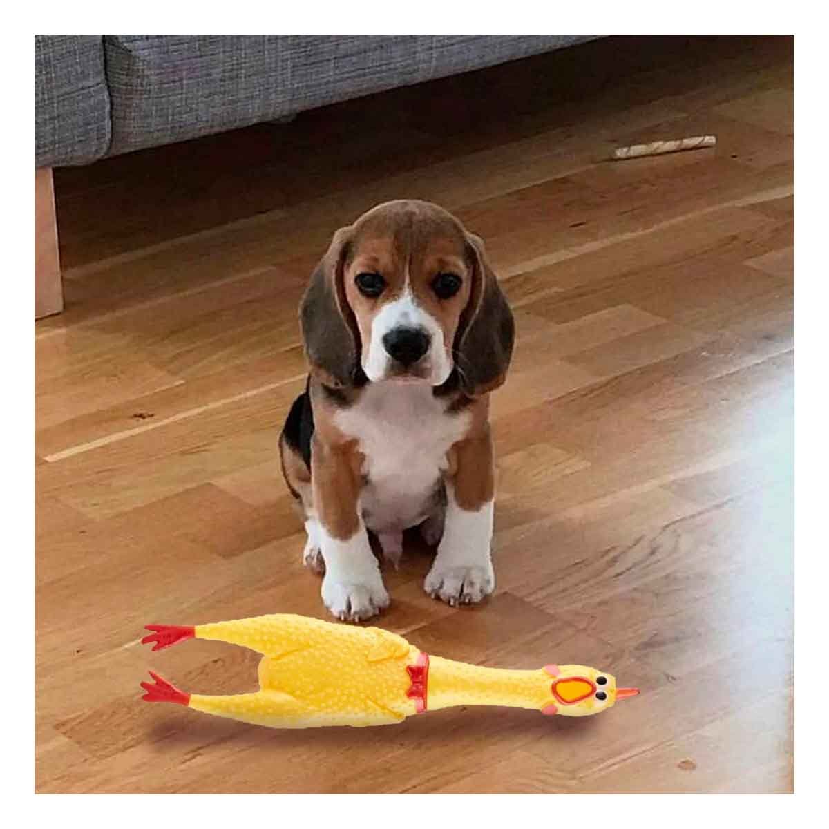 PACK12 ESTILO POLLO CHILLON AMARILLO TALLA L PARA PERRO ACTIVO Y+REGALO STICKER - 3