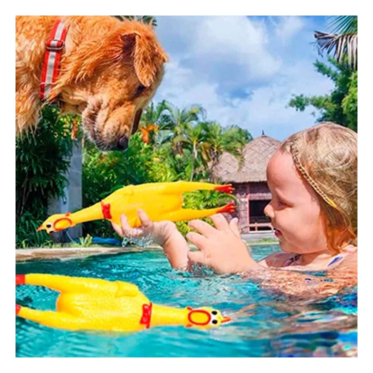 PACK12 ESTILO POLLO CHILLON AMARILLO TALLA L PARA PERRO ACTIVO Y+REGALO STICKER - 5