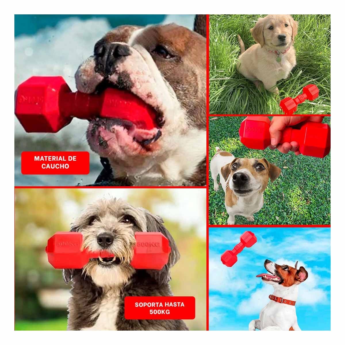 PACK4 ACCESORIO FUERTE CAUCHO PESAS ROJO PARA PERRO Y+REGALO STICKER - 2