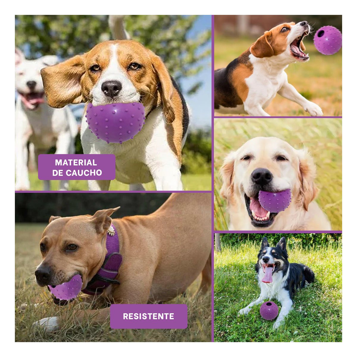 PACK4 COLECCION DE CAUCHO FORMA DE CHIRIMOLLA MEDIA MORADO PARA PERRO SEGURO Y+REGALO STICKER - 2