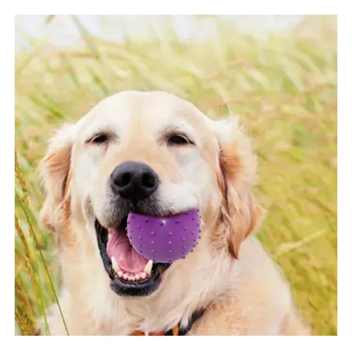 PACK4 COLECCION DE CAUCHO FORMA DE CHIRIMOLLA MEDIA MORADO PARA PERRO SEGURO Y+REGALO STICKER - 3