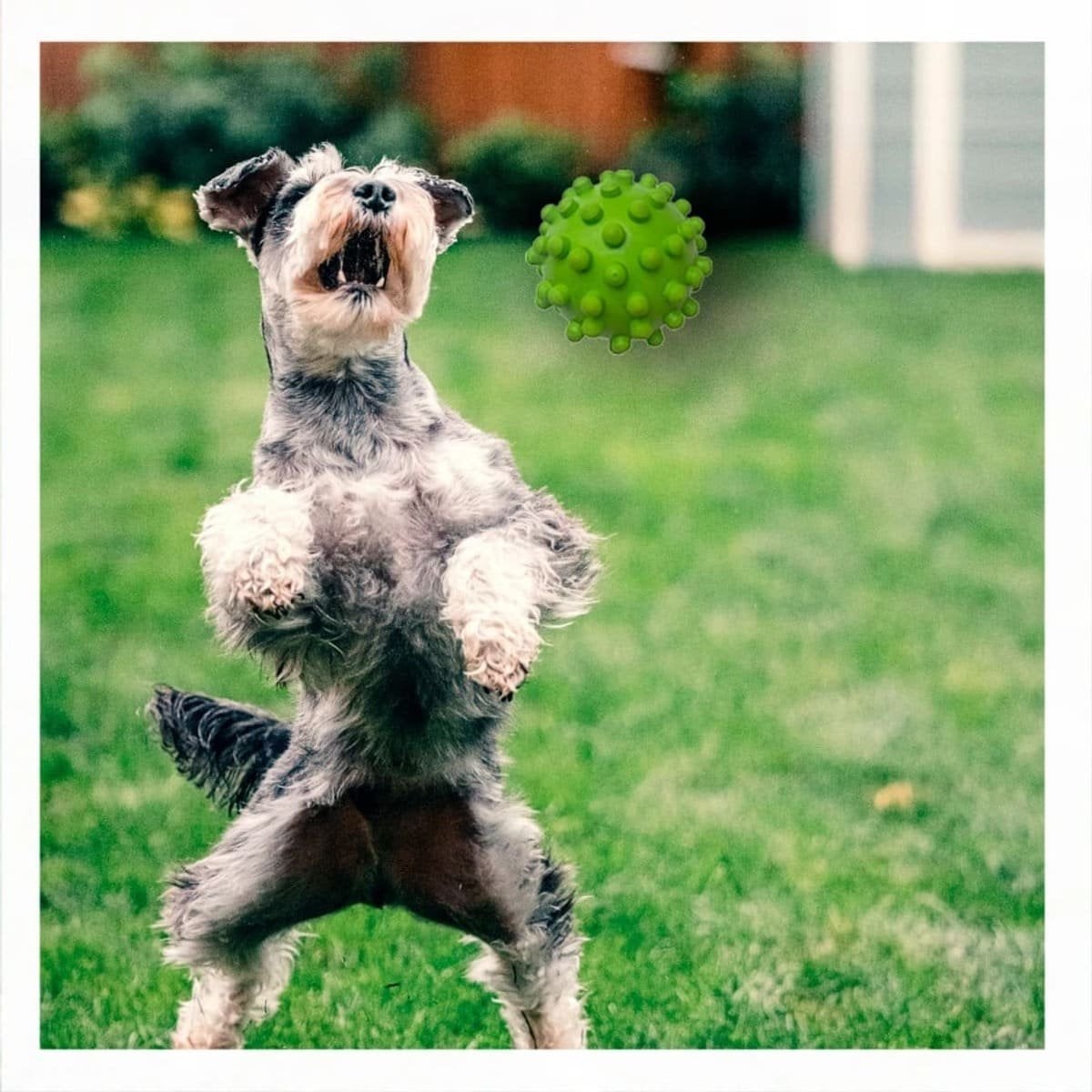 PACK12 ACCESORIO DE CAUCHO FLEXIBLE VERDE PARA PERRO MUYRESISTENTES MAX Y+REGALO STICKER - 3