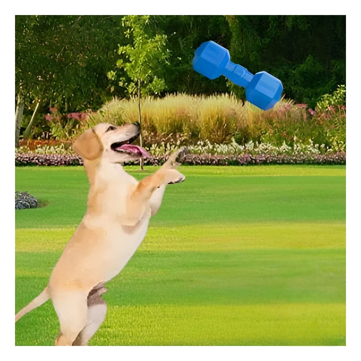 PACK6 PRODUCTO AZUL DE CAUCHO PESAS PARA PERRO FUERTE Y DURADERO - 5