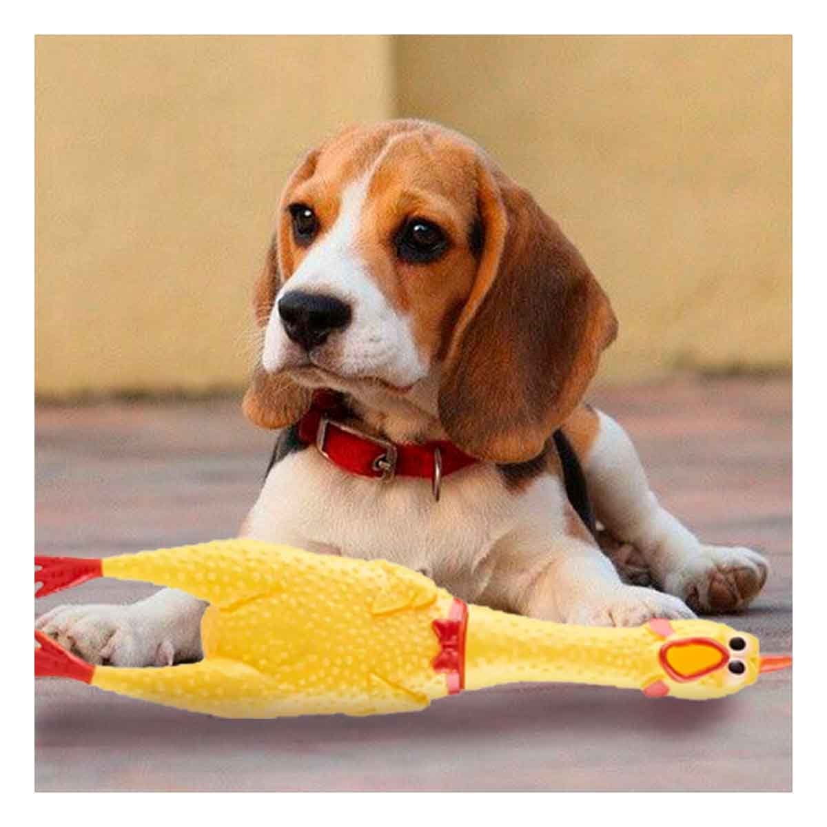 PACK12 LINEA POLLO CHILLON AMARILLO TALLA L PARA PERRO FUERTE - 3
