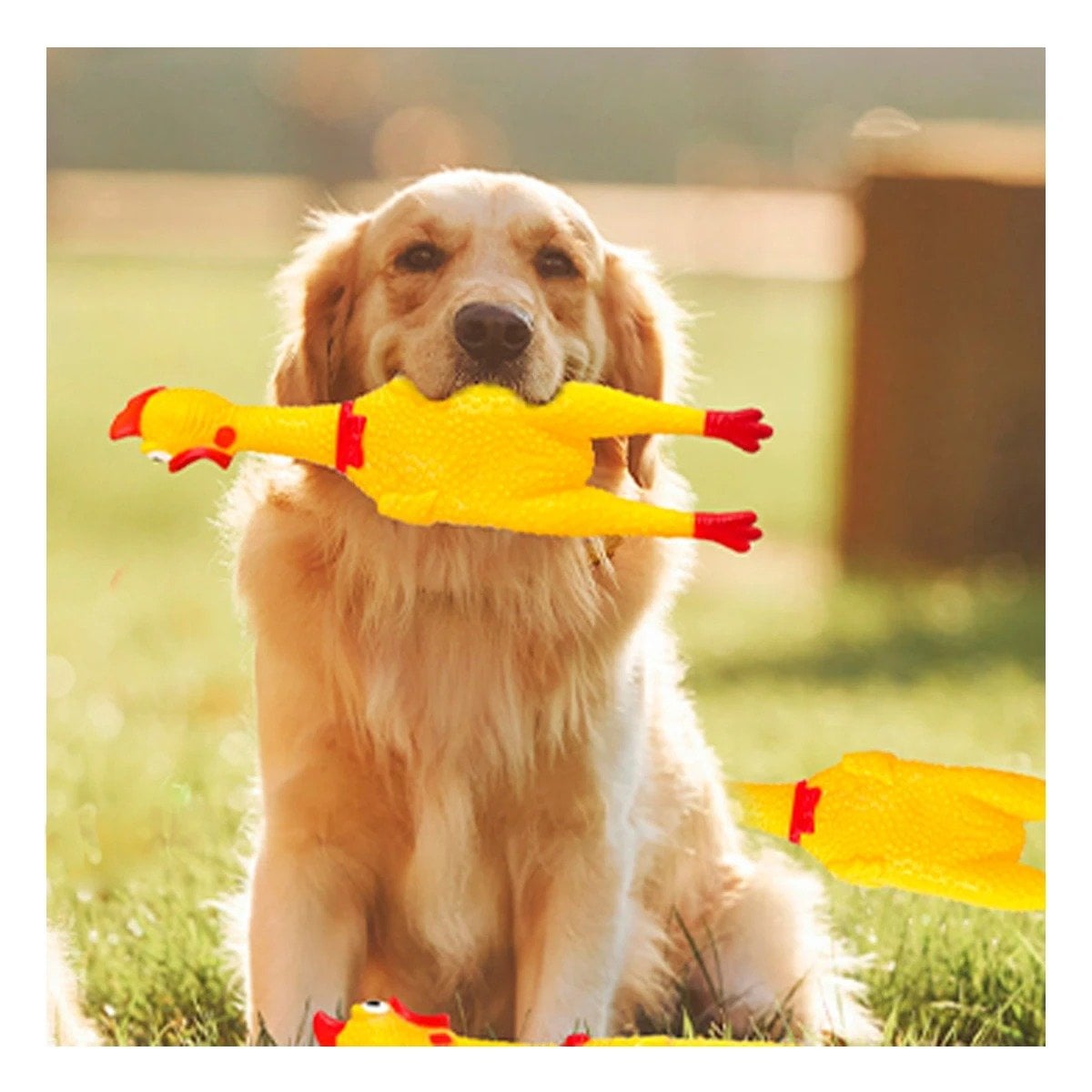 PACK6 ACCION POLLO CHILLON AMARILLO TALLA L PARA PERRO GRANDE Y+PAPEL REGALO - 5