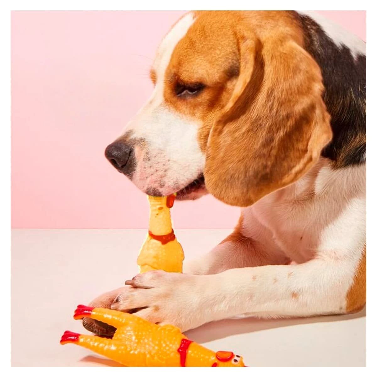 PACK2 KIT POLLO SONORO PARA PERRO TALLA S AMARILLO RESISTENTE DURABLE PET - 1