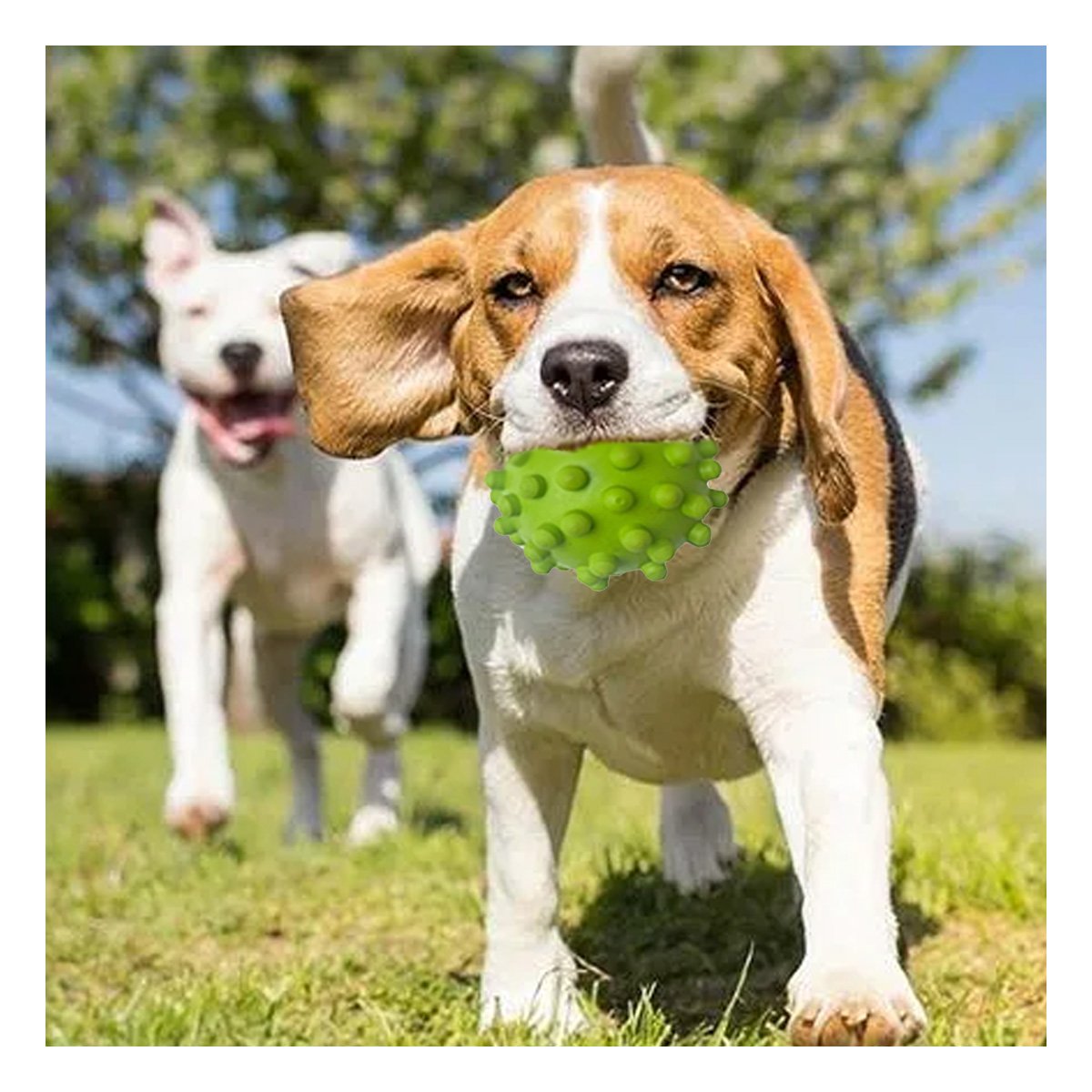 PACK6 ACCESORIO DE JUEGO DIARIO CAUCHO VERDE GRANDE PARA PERROS ACTIVOS Y+PAPEL REGALO - 2