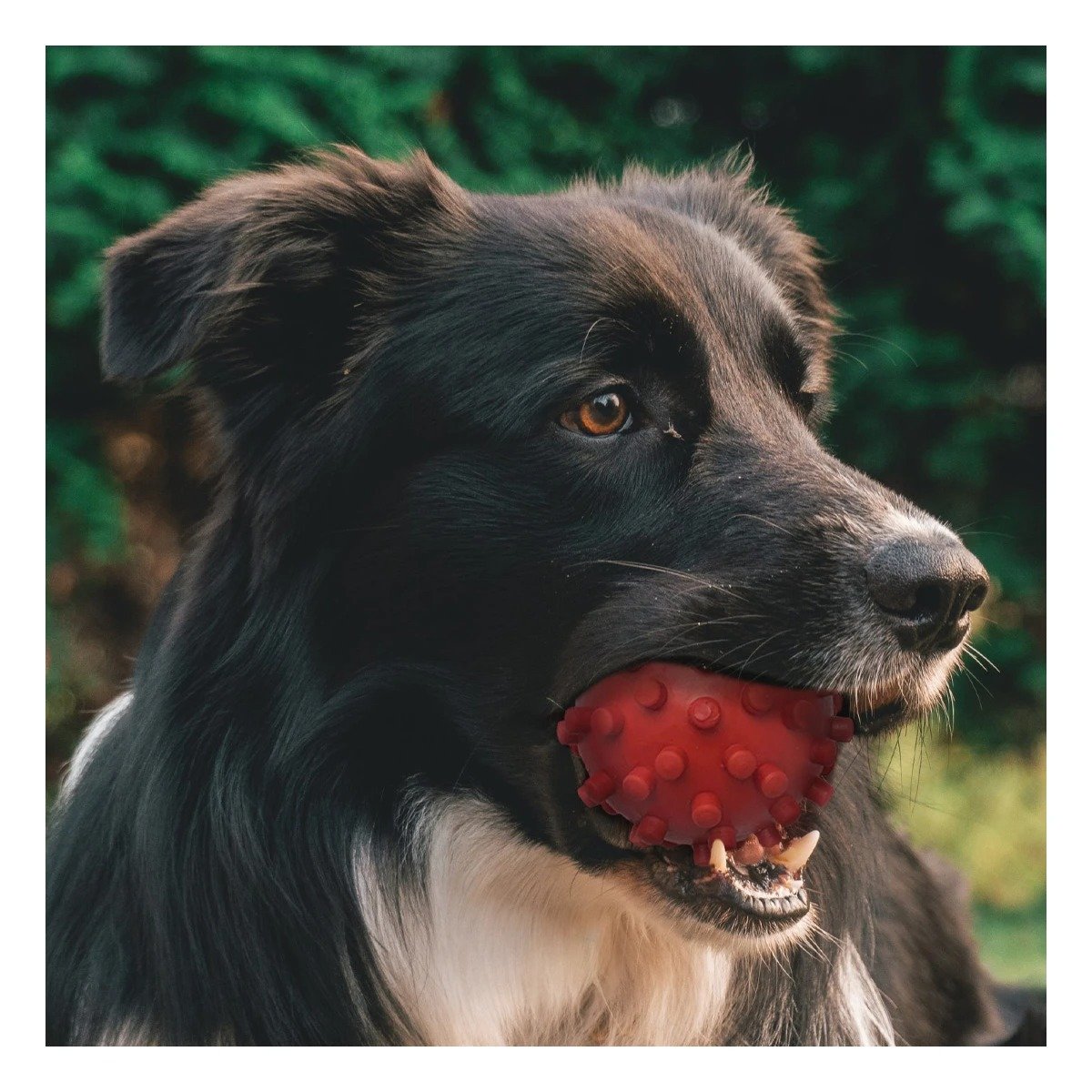 PACK4 DISPOSITIVO DE JUEGO ROJO GRANDE PARA PERROS CON MATERIAL DURABLE Y+REGALO STICKER - 5