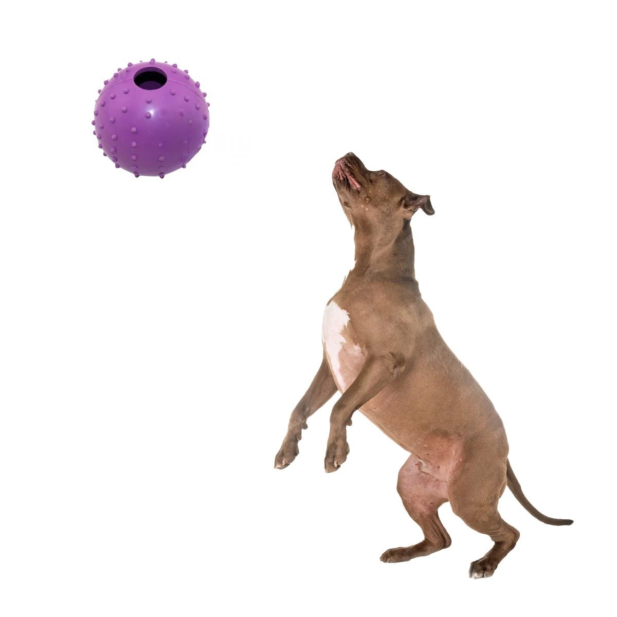PACK4 LINEA DE CAUCHO FORMA DE CHIRIMOLLA MEDIA MORADO PARA PERRO RESISTENTE Y+PAPEL REGALO - 3