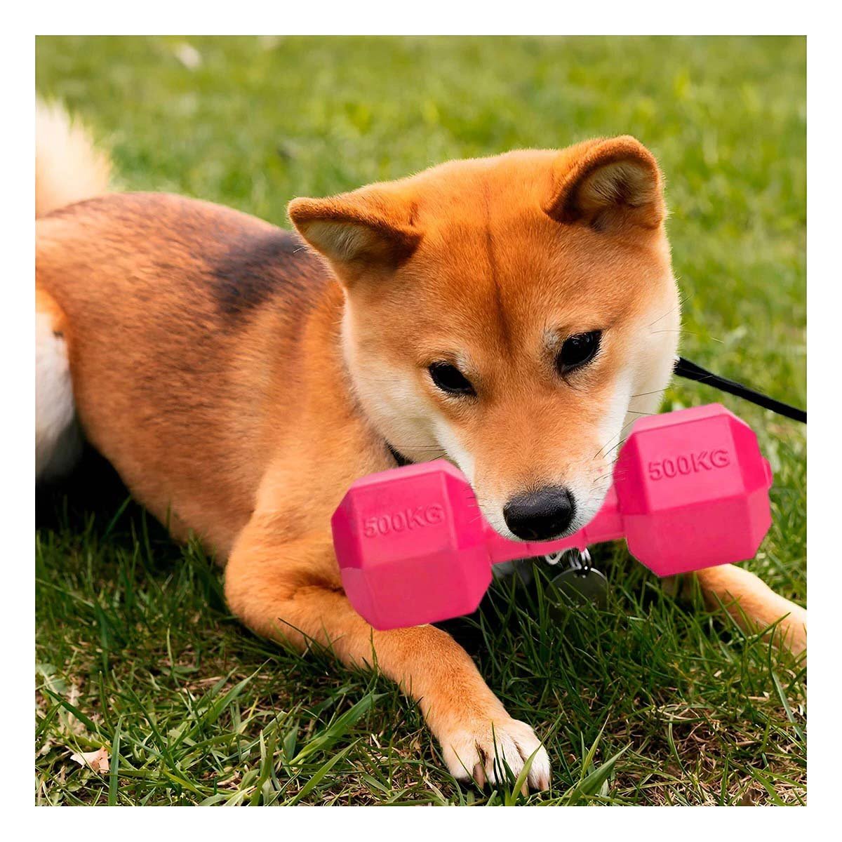 PACK12 PIEZA ACTIVA DE CAUCHO CON PESAS ROSADO PARA PERRO Y+PAPEL REGALO - 3