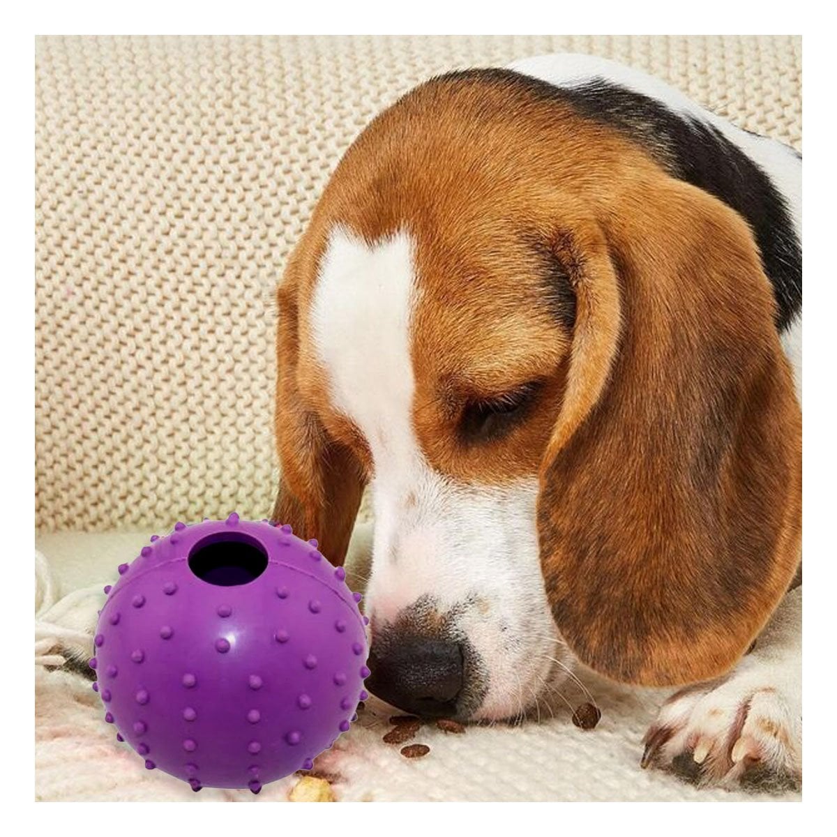 PACK2 EDICION DE CAUCHO FORMA DE CHIRIMOLLA MEDIA MORADO PARA PERRO FUERTE Y+REGALO STICKER - 3