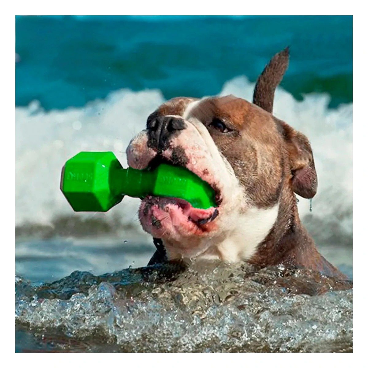 PACK6 FORMATO DE CAUCHO PESAS PARA PERRO VERDE SEGURO Y FIRME PROTECTOR Y+REGALO STICKER - 1