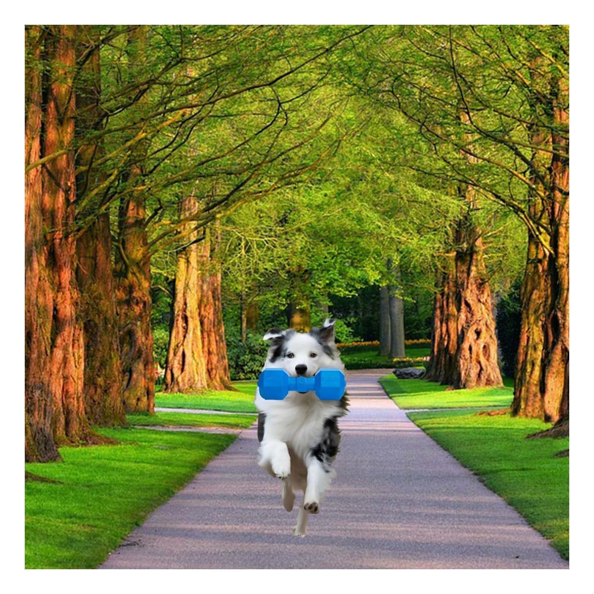 PACK2 ARTICULO RESISTENTE DE CAUCHO PESAS AZUL PARA PERRO GRANDE EN CASA Y+REGALO STICKER - 3