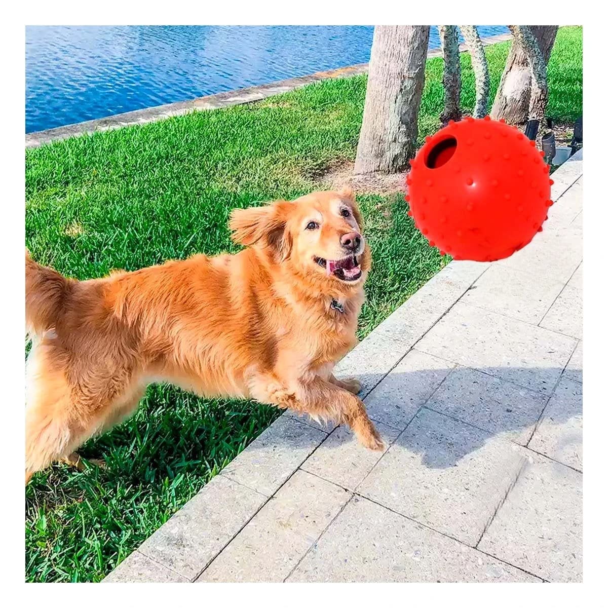PACK12 DISENO CANINO DE CAUCHO FORMA CHIRIMOLLA MEDIA ROJO - 3