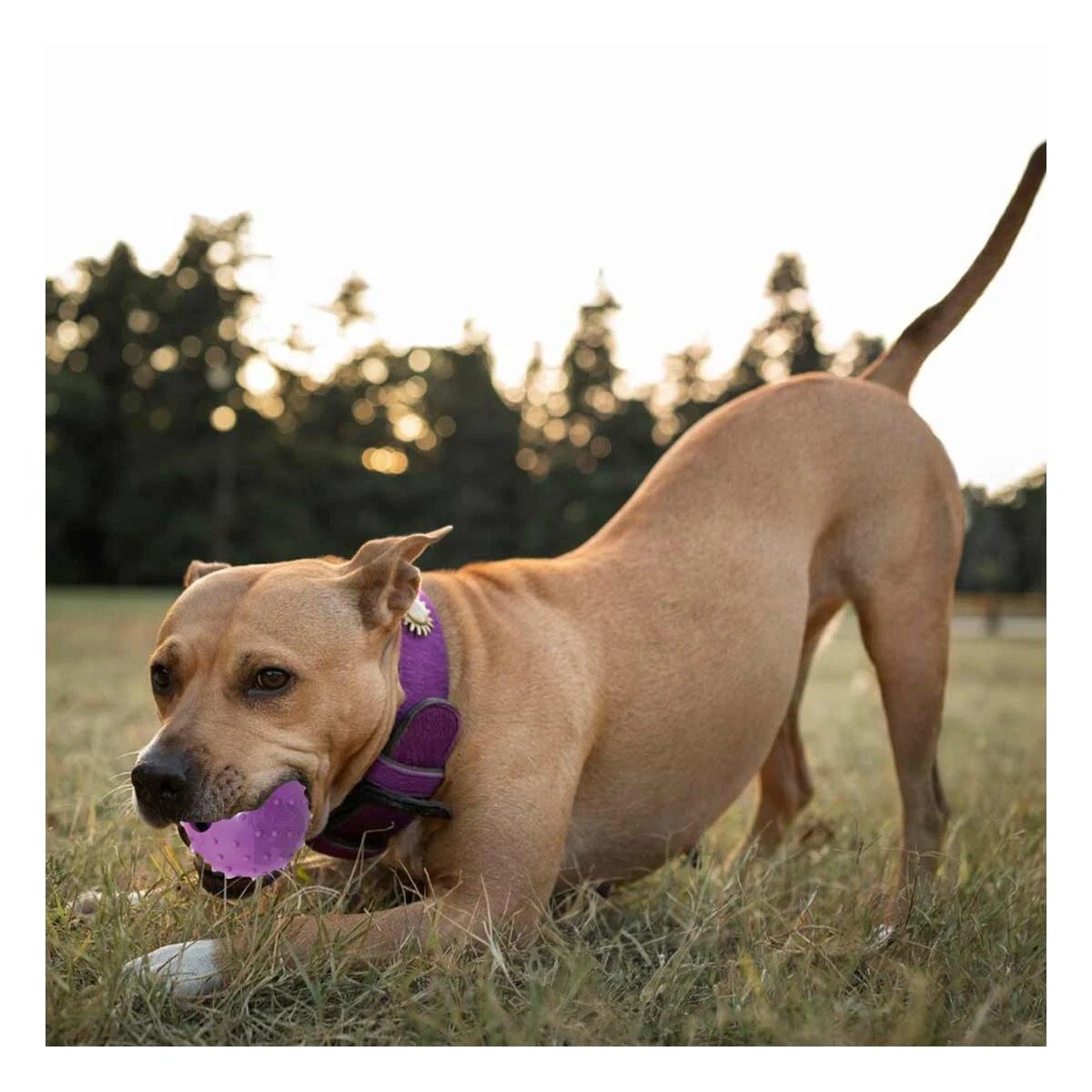 PACK6 OPCION DE CAUCHO FORMA DE CHIRIMOLLA MEDIA MORADO PARA PERRO ACTIVO Y+PAPEL REGALO - 2