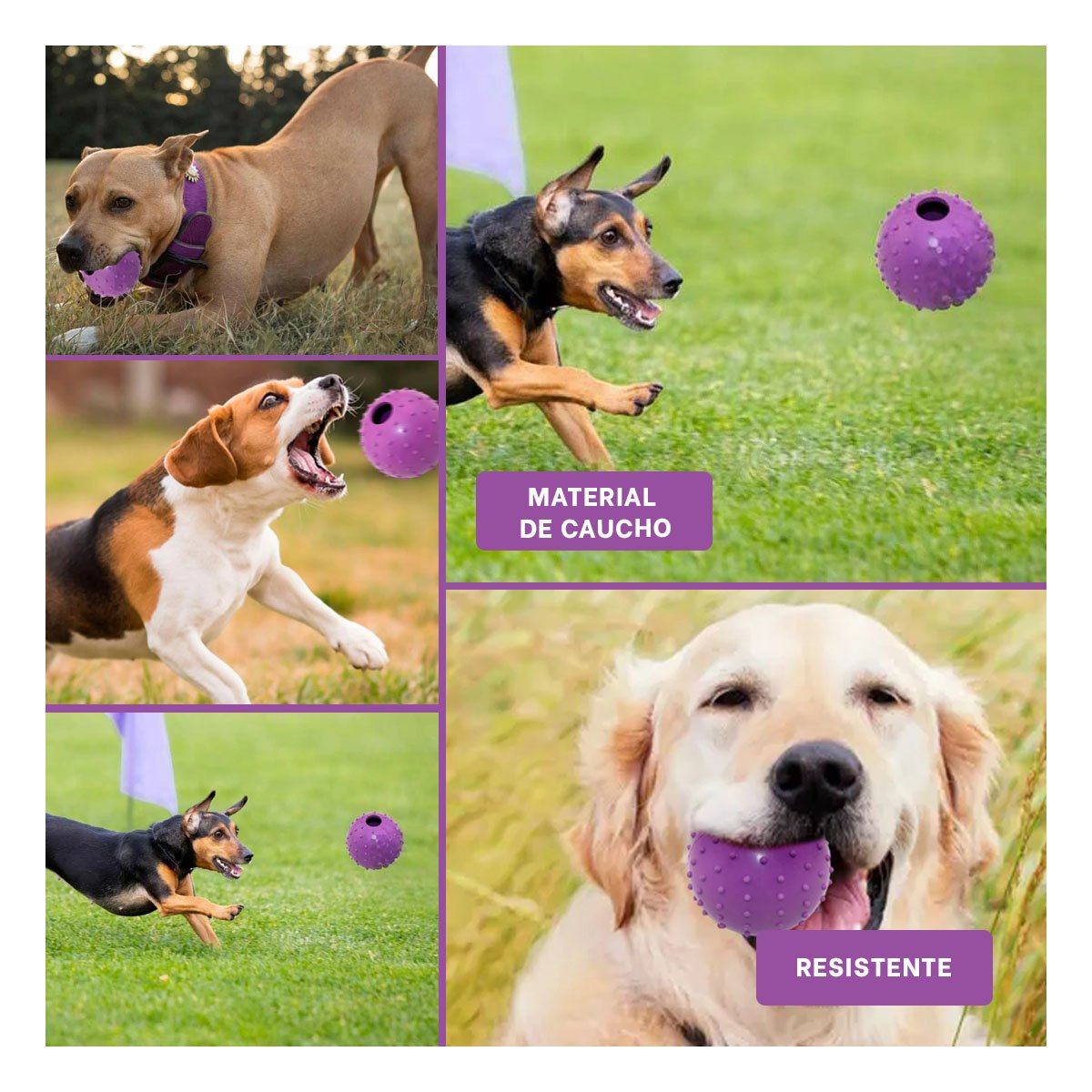 PACK6 OPCION DE CAUCHO FORMA DE CHIRIMOLLA MEDIA MORADO PARA PERRO ACTIVO Y+PAPEL REGALO - 3