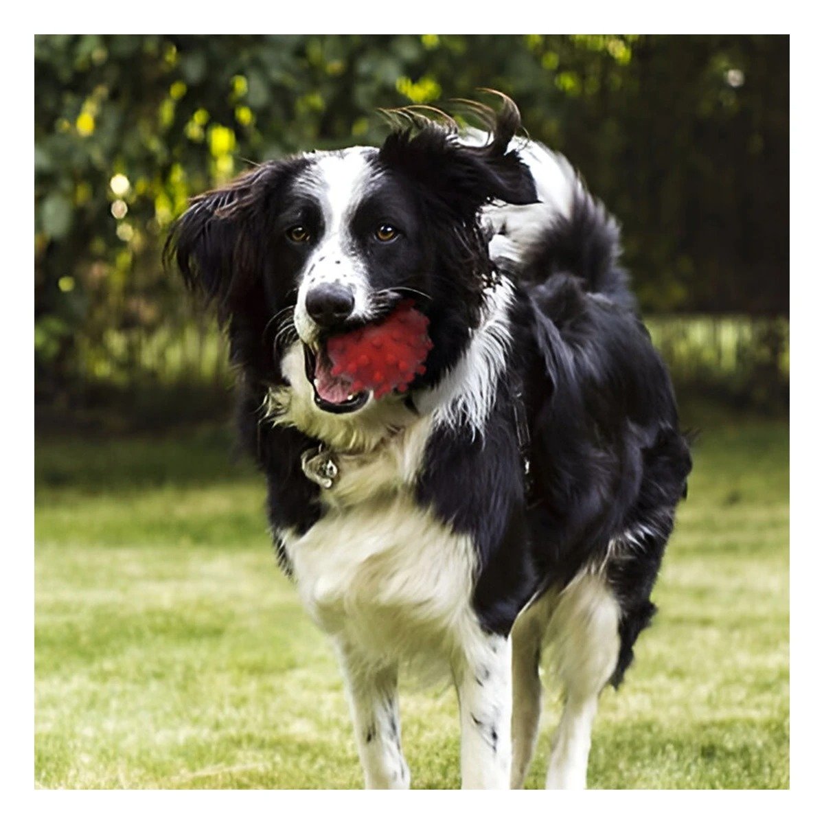 PACK2 JUGUETE DE ENTRENAMIENTO CAUCHO ROJO GRANDE PARA JUEGOS EN INTERIOR Y EXTERIOR - 5