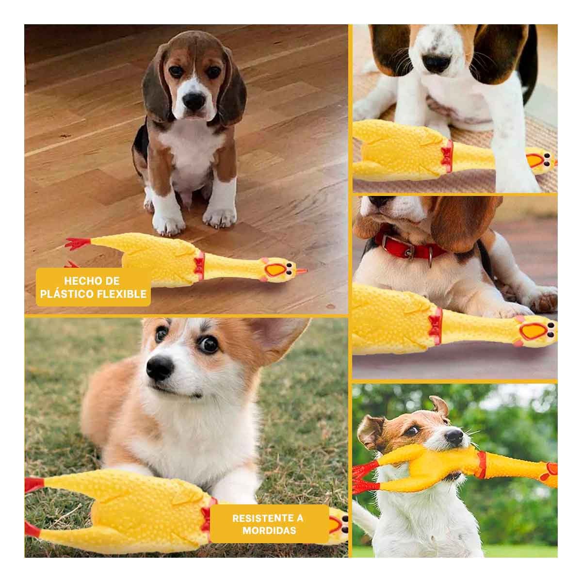 PACK4 SOLUCION POLLO CHILLON AMARILLO TALLA L PARA PERRO FUERTE Y+REGALO STICKER - 2