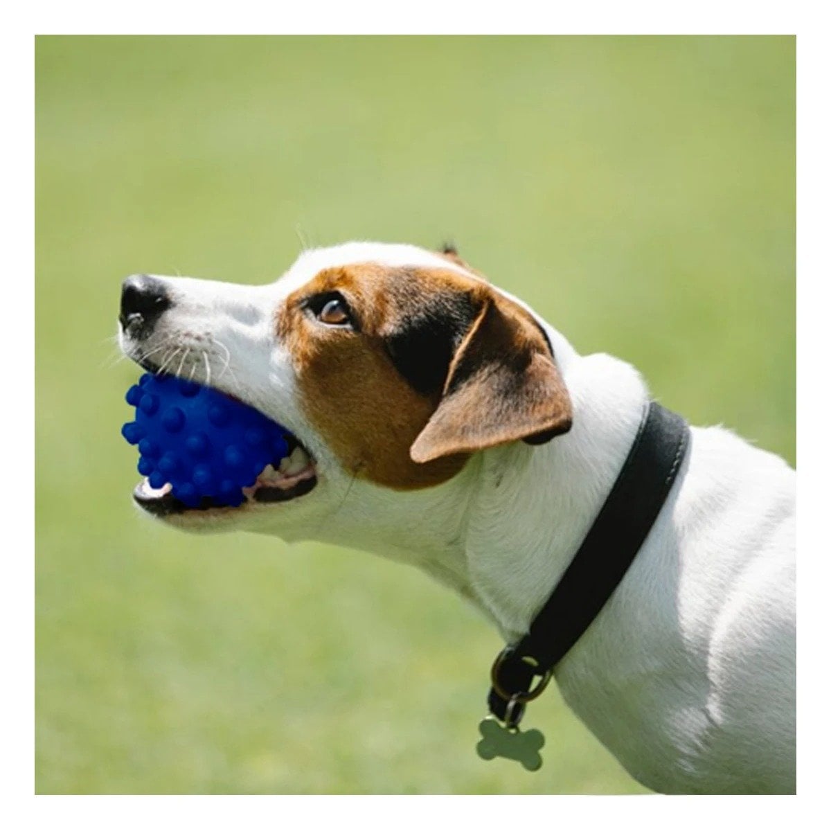 PACK12 MORDEDOR AZUL FLEXIBLE TAMANO MEDIANA PARA MASCOTAS CON ENERGIA ALTA - 1