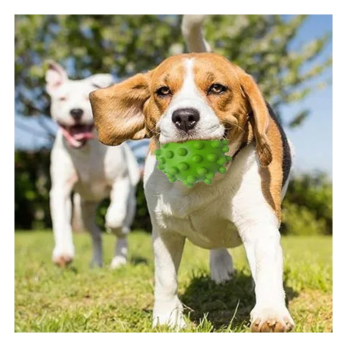 PACK2 ACCESORIO DE CAUCHO INTERACTIVA VERDE PARA PERRO MUYRESISTENTES MAX Y+PAPEL REGALO - 5