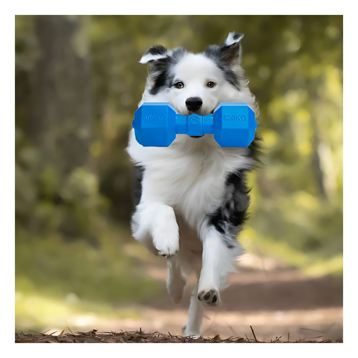 PACK6 PRODUCTO RESISTENTE DE CAUCHO PESAS AZUL PARA PERRO GRANDE EN CASA Y+PAPEL REGALO - 2