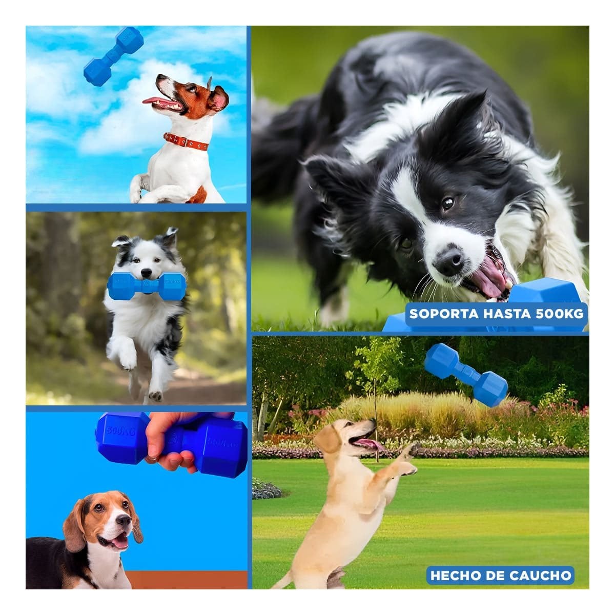 PACK6 PRODUCTO RESISTENTE DE CAUCHO PESAS AZUL PARA PERRO GRANDE EN CASA Y+PAPEL REGALO - 3