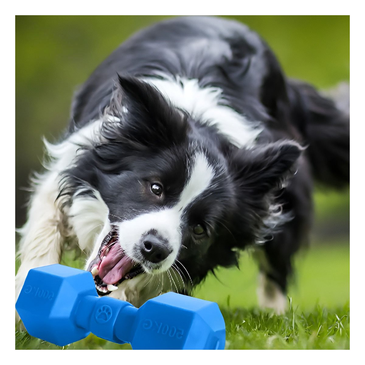 PACK6 PRODUCTO RESISTENTE DE CAUCHO PESAS AZUL PARA PERRO GRANDE EN CASA Y+PAPEL REGALO - 5