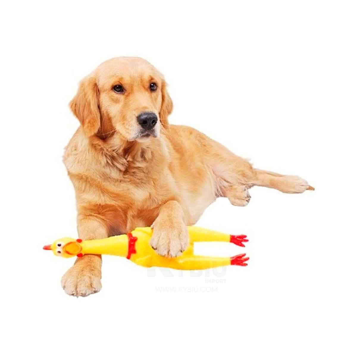 PACK6 COLECCION POLLO SONORO AMARILLO TALLA L PARA PERRO ACTIVO Y+REGALO STICKER - 2