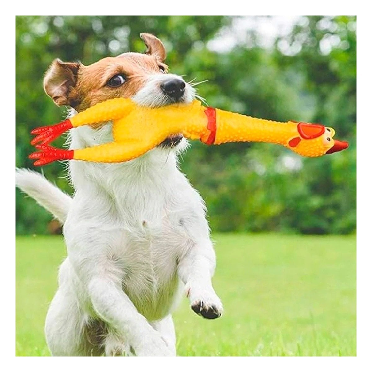 PACK12 GAMA POLLO SONORO AMARILLO TALLA L PARA PERRO GRANDE Y+PAPEL REGALO - 5
