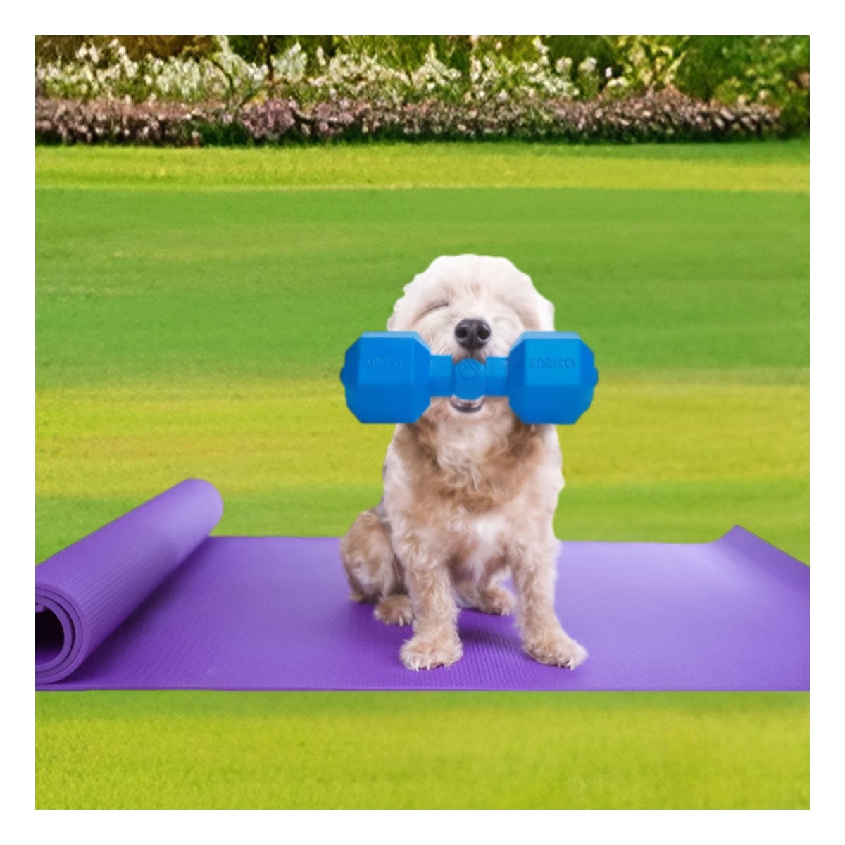 PACK4 ARTICULO FLEXIBLE DE CAUCHO PESAS AZUL PARA PERRO ACTIVO Y FUERTE HOGAR - 3